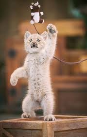 Find kittens for sale near me. Lynx Zooborns