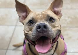 We provide quality care for all kinds of animals. Tech Ridge Pet Hospital Austin Veterinary Hospital