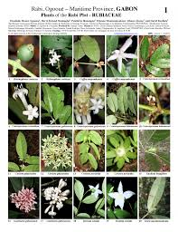 Image result for Belonophora