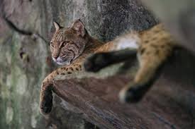 We did not find results for: Wildlife In Wyoming Animals Around The Globe