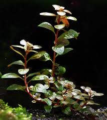 Image result for Ludwigia senegalensis