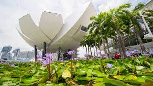 If you've no particular flowers to buy, you can try i checked out the flowers at wet market and really no quality to speak of. Singapore January 04 2018 Picture Of Lotus Flowers On The Stock Photo Picture And Royalty Free Image Image 95023668