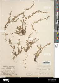 Image result for Lobelia thermalis