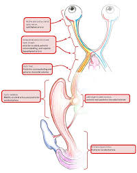 Visual Fields And Lesions Of The Visual Pathways Cn Ii Deranged Physiology Human Anatomy And Physiology Cranial Nerves Anatomy Nerve Anatomy