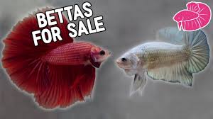 The tetra led half moon betta aquarium includes a clear plastic canopy with a feeding hole for convenience. Selling Bettas Online For The First Time Youtube