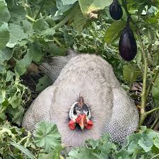 Check spelling or type a new query. Benefits Drawbacks Of Raising Guinea Fowl On The Homestead Simplify Live Love