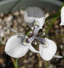 Image result for Moraea