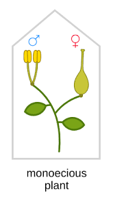 Image result for Monocymbium