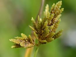 Image result for Cyperus cyperoides