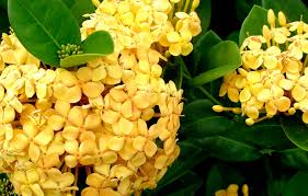 Image result for Ixora praetermissa