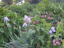 La crescenta nursery, glendale, california. Still Rainy And Cool And Covid 19 Gardening In La