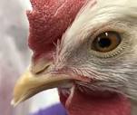 Performing a Physical Exam on a Chicken | Ohioline