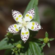 Image result for Swertia