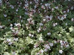 Image result for Geranium ocellatum