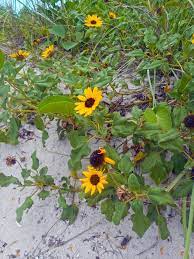 Depending on the variety flowers are coral red or yellow. 47 Native Plants For Florida Flowers Shrubs And Trees Lawnstarter