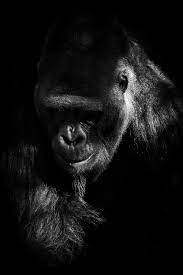 Black And White Wildlife Photography Print Gorilla Print Etsy Fine Art Photography Print Photography Prints Art Photography Print