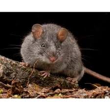 Image result for Pseudobromus