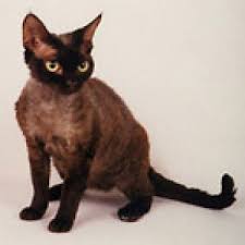 devon rex macska