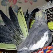 Gender Of Cockatiel | Talk Cockatiels Forum