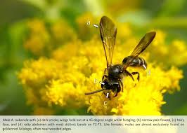 Image result for Nidorella auriculata