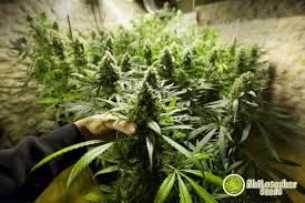 Selbige sollte vulgo den umständen entsprechend ausdauernd vorliegen um zweige. Die 7 Haufigsten Fehler Beim Trocknen Von Marihuana Philosopher Seeds