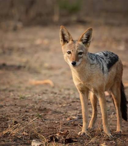 Jackal | African Wildlife Foundation