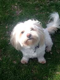 Suche ein mini malteser oder mischling kann bis 100 euro kosten. Shih Tzu Mix Medienwerkstatt Wissen C 2006 2021 Medienwerkstatt
