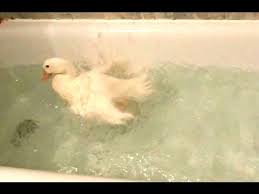 Ducklings can't help but play in their water, and the brooder will be soaking wet all the time no matter what you do. Happy Duck Loves Bath Youtube
