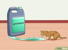 By following our 10 steps yes, i'm talking about kitten proofing your home. How To Kitten Proof Your Home With Pictures Wikihow