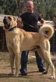 Kangal Kopek Turleri Kopek Akbas