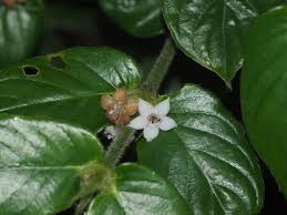 Image result for Lasianthus kilimandscharicus