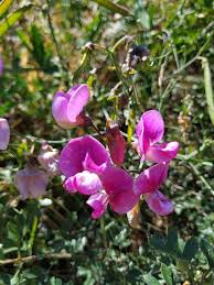 Image result for Lathyrus hirsutus