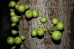 Image result for Ficus ottoniifolia