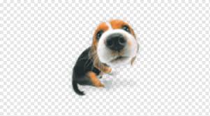We did not find results for: Beagle Birthday Cake Greeting Note Cards Bluetick Coonhound Birthday Wish Holidays Carnivoran Png Pngwing