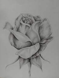 Rose Print In 2020 Pencil Drawings Of Flowers Roses Drawing Flower Drawing