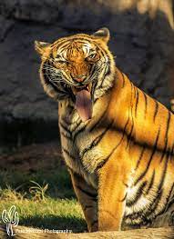 Malayan Tiger Tiger Spirit Animal Wild Cats Malayan Tiger