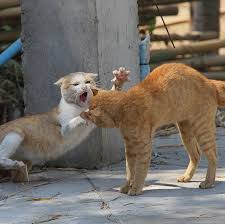 Female cats do not spray too often, but if you do not monitor it properly and do not have it spayed, then it may easily get pregnant. Cat Urine Spraying Why Do Cats Spray And How To Deal With It