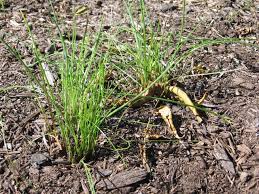 How To Rid Your Lawn Of Wild Garlic Or Wild Onions