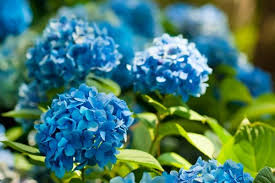 My question is can they be cleaved/divided? Dividing Hydrangeas Doityourself Com