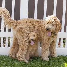 But how much will one cost you? Goldendoodle Puppies For Sale Available In Phoenix Tucson Az