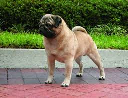 Click here to view pug dogs in maine for adoption. Pug Dog Breed Profile Petfinder
