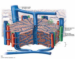 Blank eye anatomy diagram periodic diagrams science. Microscopic Anatomy Liver