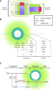 Pericentriolar Material Pcm Assembly A The Zones Of The