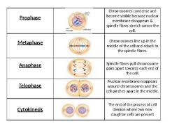 Meiosis involves the creation of cells that are not genetically identical where, as. Grade 9 11 Mitosis And Meiosis Mix And Match Card Game By J Sroa