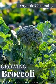 Broccoli is one of those vegetables that always tastes and looks better grown fresh in a raised garden or pot. Growing Broccoli Kellogg Garden Organics