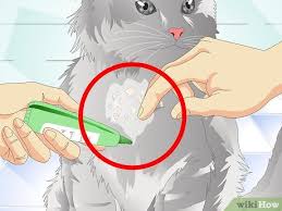 We did not find results for: 3 Ways To Get Rid Of Cat Dandruff Wikihow