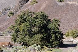 Image result for Pycnostachys reticulata