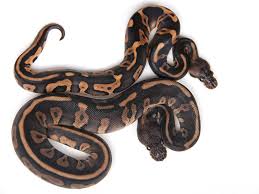 We did not find results for: Cinnamon Leopard Morph List World Of Ball Pythons