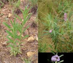 Image result for Sesamum calycinum