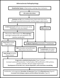 flow chart of the development of atherosclerosis ldl low